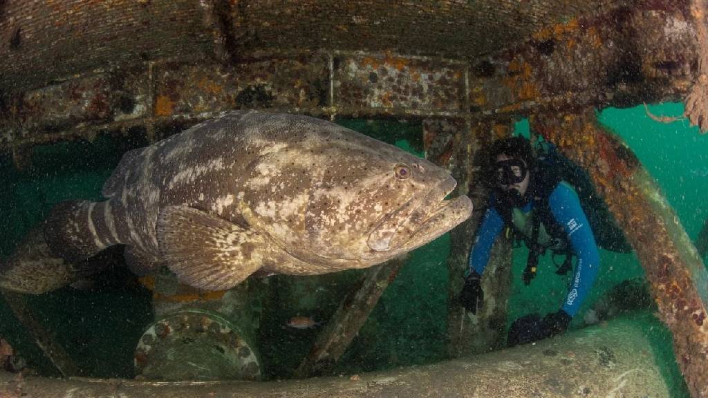 Cidade do ES é o maior berçário do Brasil de espécie de peixe ameaçada de extinção