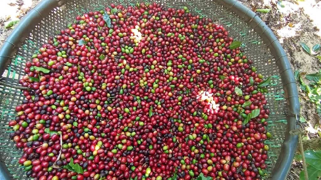 Safra de conilon no Espírito Santo deve cair 12,2% em 2026/27, aponta StoneX