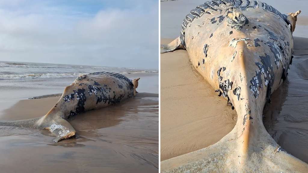 Baleia-jubarte é encontrada morta em praia de Linhares