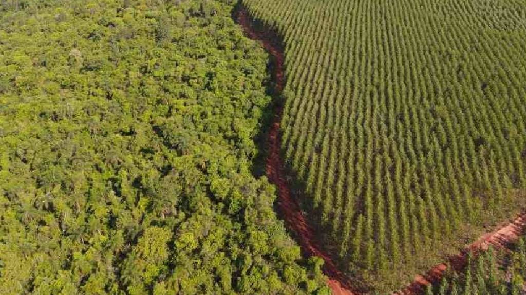 Crédito rural em áreas de risco ambiental soma R$ 92,4 bi desde 2019
