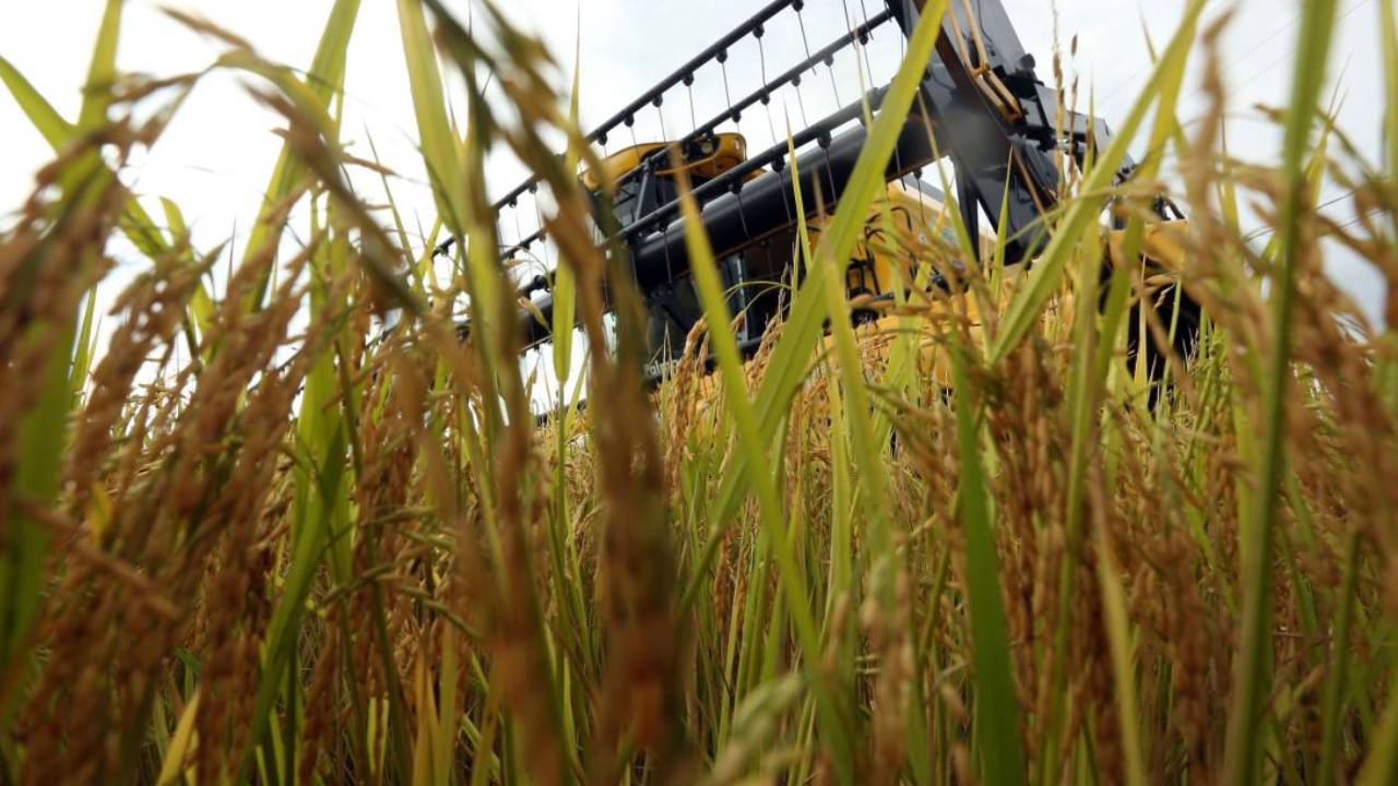 Tarifaço: Arroz, mel e etanol serão taxados por trabalho forçado