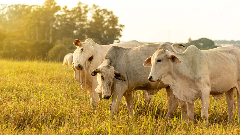 Com 25 fazendas, grupo do agro entra em recuperação judicial com dívida de R$ 53 milhões