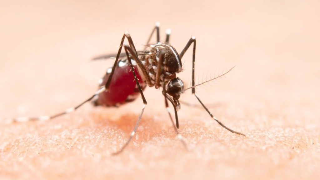 Mudanças climáticas já causam aumento de doenças infecciosas no país